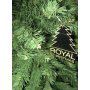 Ель Royal Christmas Dakota 85120 (120 см)